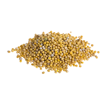 vQm Mustard seeds